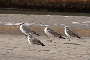 Ladakh Prints: Four Pallas's gulls (Ichthyaetus ichthyaetus) juvenile
