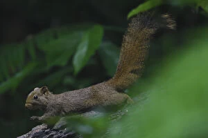Images Dated 27th April 2017: Pallass squirrel (Callosciurus erythraeus) at Tongbiguan Nature Reserve, Dehong Prefecture