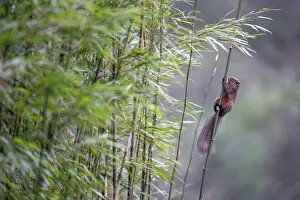 China Prints: Pallas's squirrel (Callosciurus erythraeus) climbing up Bamboo