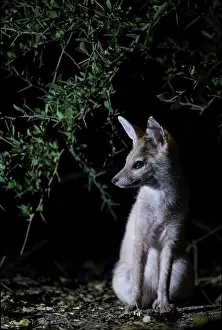 True Fox Prints: Pallid fox (Vulpes pallida) portrait, in the Sahel of Zakouma National Park, Chad