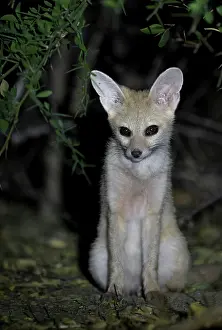 True Fox Prints: Pallid fox (Vulpes pallida) portrait, in the Sahel of Zakouma National Park, Chad