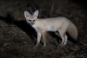True Fox Prints: Pallid fox (Vulpes pallida) portrait, in the Sahel of Zakouma National Park, Chad
