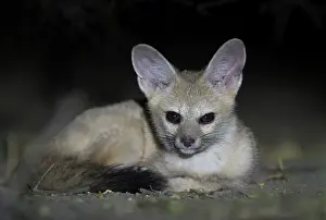 True Fox Prints: Pallid fox (Vulpes pallida) resting at night in the Sahel of Zakouma National Park, Chad