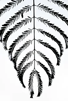 Symmetry Prints: Palm (Areaceae) leaves silhouetted in mist at dawn, Royal Chitwan National Park, Nepal