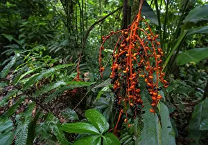 Arecales Prints: Palm (Chamaedorea sp) fruits in tropical rainforest