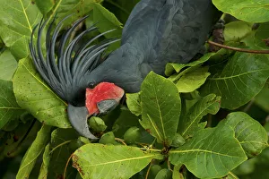 Cacatuidae Prints: Palm Cockatoo (Probosciger aterrimus) feeding on Beach Almond (Terminalia catappa