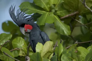 Palm Cockatoo (Probosciger aterrimus) feeding on Beach Almond (Terminalia catappa