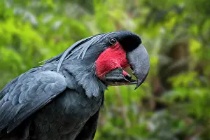Cacatuidae Prints: Palm cockatoo (Probosciger aterrimus goliath) head portrait. Captive, occurs in New Guinea