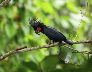 Cacatuidae Prints: Palm cockatoo (Probosciger aterrimus) perched on branch, Waigeo, West Papua