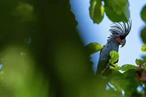 Cacatuidae Prints: Palm cockatoo (Probosciger aterrimus) perched on branch displaying crest