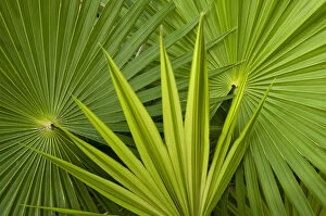 Images Dated 28th October 2009: Palm Frond detail. Mahahual Penninsula, South Yucatan Peninsula, Mexico