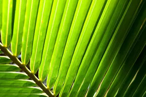 Detail of palm leaf, backlit in sunshine, New Caledonia