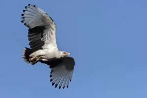 Palm-nut vulture (Gypohierax angolensis) in flight, Allahein river, The Gambia