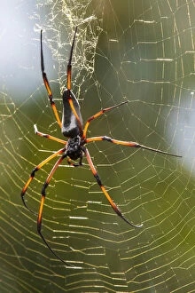 Arachnid Gallery: Palm spider (Nephila inaurata) in its web, female, Praslin Island, Republic of Seychelles