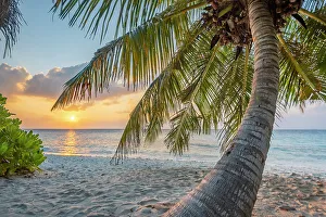 Maldive Islands Prints: Palm tree on the beach at sunset