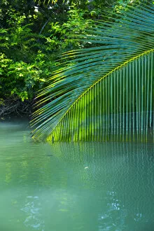 Green Gallery: Palm tree branch dipping towards water, Puerto Jimenez, Golfo Dulce, Osa Peninsula