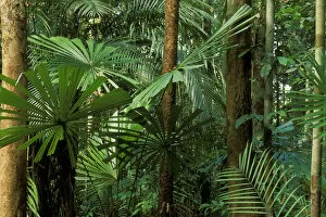 Palm trees (Licuala valida) in swamp forest, Lambir NP, Borneo, Sarawak, Malaysia
