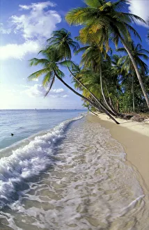 Images Dated 25th July 2012: Palm trees line the beach at Pigeon Point, Tobago
