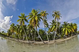 Palm trees on Rangiroa atoll, Tuamotus. French Polynesia, Pacific Ocean