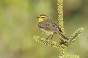 Palm Warbler (Dendroica palmarum) male perched on pine, in breeding plumage (western subspecies D
