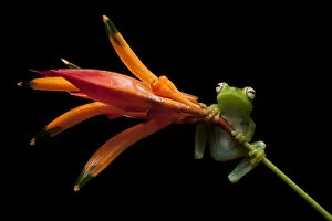 Montane Forest Collection: Palmar tree frog (Boana / Hypsiboas pellucens) on plant stem, Mindo, Pichincha, Ecuador