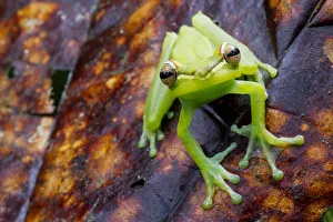Hypsiboas Prints: Palmar tree frog (Boana / Hypsiboas pellucens) on leaf, Canande, Esmeraldas, Ecuador