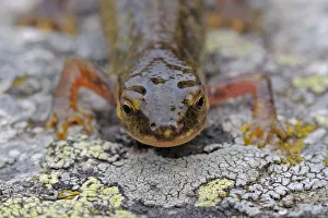 Magnus Elander Prints: Palmate newt (Lissotriton helveticus) on lichen covered rock