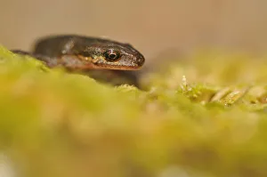 Palmate Newt (Lissotriton / Triturus helveticus) on lichen. Sutherland, Scotland, June