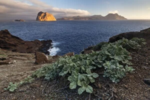 World Oceans Day 2021 Gallery: Palmers globemallow (Sphaeralcea palmeri) and view towards Toro Islet