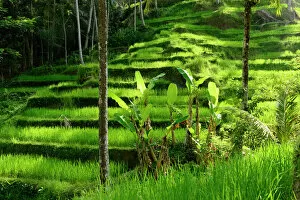 Agriculture Gallery: Palms growing in front of Rice (Oryza sativa) terrace. Jatiluwih Green Land, Bali, Indonesia