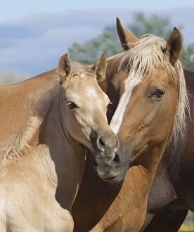 Affectionate Gallery: Palomino Peruvian paso mare and foal, Sante Fe, New Mexico, USA
