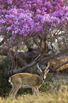 Pampas deer (Ozotoceros bezoarticus) buck in velvet standing by flowering tree, Pantanal