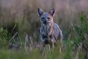 La Pampa Prints: Pampas grey fox (Lycalopex griseus) standing alert in Pampas grass habitat
