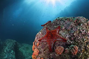 Panamic cushion star (Pentaceraster cumingi), Los Islotes