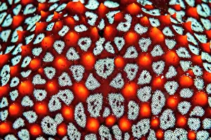 Sea Star Prints: Panamic cushion star (Pentaceraster cumingi) close-up detail