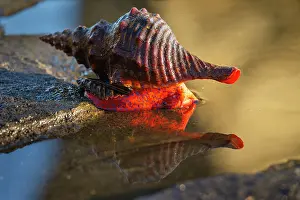 Shell Prints: Panamic horse conch (Triplofusus giganteus) in tidepool