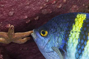 Panamic sergeant major (Abudefduf troschelii) guarding egg mass