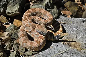 Southwest Usa Prints: Panamint rattlesnake (Crotalus stephensi) coiled up on rocks