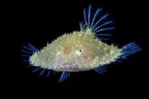 Luzon Prints: Pancake batfish (Halieutichthys sp)