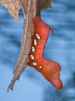 Climbers Prints: Pandorus sphinx moth (Eumorpha pandorus) caterpillar resting on a Concord grape leaf (Vitis labrusca Concord')