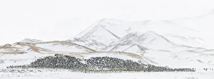 Panorama Prints: A panoramic composite image of a massive grouping of King penguins (Aptenodytes patagonicus)