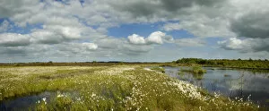 Images Dated 15th June 2011: Panoramic view of Ballynahone Bog at dawn, County Antrim, Northern Ireland, UK