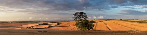 Panorama Prints: Panoramic views of fields of ripe wheat near Piddletrenthide, Dorset, UK July 2012