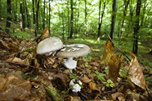 Slovakia Prints: Panther cap fungi (Amanita pantherina) in Beech (Fagus sp) forest, Morske Oko Reserve