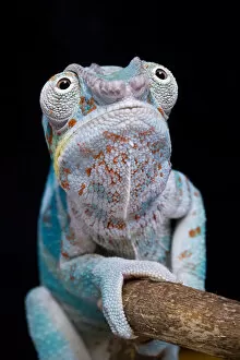 Panther chameleon (Furcifer pardalis) sitting on branch with black background, Nosy Faly