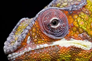 Images Dated 13th May 2021: Panther chameleon (Furcifer pardalis) head close up on black background, Ambilobe