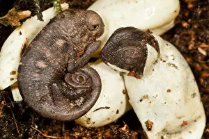 Images Dated 13th May 2021: Panther chameleon (Furcifer pardalis) just hatched and hatching