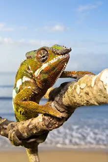 Images Dated 21st October 2009: Panther Chameleon {Furcifer pardalis} climbing along branch on beach, Masoala Peninsula