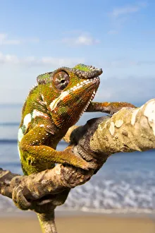 Panther Chameleon {Furcifer pardalis} climbing along branch on beach, Masoala Peninsula