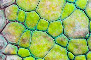 Panther Chameleon {Furcifer pardalis} close-up of skin, green colouration